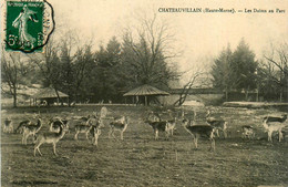 Chateauvillain * Les Daims Au Parc * Cerfs - Chateauvillain