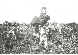 SALENTO POUILLES - LES VENDANGES EN 1920, SERIE HISTORIQUE EDITIONS DEDALUS A GALLIPOLI POUILLES ITALIE, 1999 A VOIR - Vignes