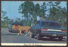 Lion Country Safari Florida - Palm Beach