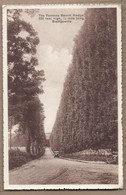 CPA ECOSSE - BLAIRGOWRIE - The Famous Beech Hedge - TB PLAN Route Automobile - Perthshire