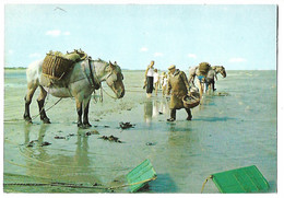 Nos Pêcheurs De Crevettes Onze Gamalenvissers - éd. Ancien ét. Ern Thill Bruxelles - Belgique  - écrite 1968 -  Chevaux - Fischerei