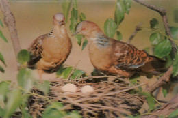 North Korea - Fauna - Eastern Turtle Dove Birds Nest 3 D Dimensional Postcard - Corea Del Nord