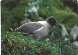 FRANCE. Carte Postale écrite. Albatros. - TAAF : Territori Francesi Meridionali