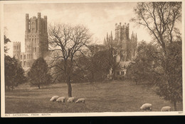 Angleterre --  Ely --- Cathedral From South - Ely