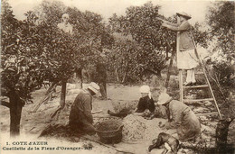 Côte D'azur * La Cueillette Des Fleurs D'oranger * Cueilleuses - Andere & Zonder Classificatie