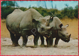 Rhinocéros Noirs (Diceros Bicornis) - Rhinoceros