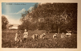 Hyères - La Cueillette Des Fleurs - Cueilleuses - Hyeres