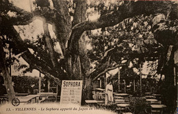 Villennes Sur Seine - Le Sophora Apporte Du Japon En 1803 - Arbre - Villennes-sur-Seine