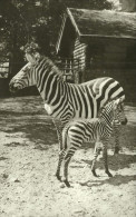 ZEBRA * BABY ZEBRA * ANIMAL * ZOO & BOTANICAL GARDEN * BUDAPEST * KAK 0234 661 * Hungary - Zèbres