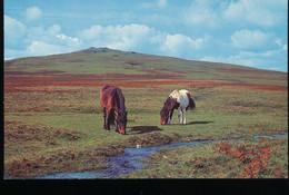 Angleterre --  Dartmoor Ponies - Dartmoor