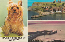 UK - Whitby - The Harbour And Abbey - Nice Dog  Yorkshire - Scarborough