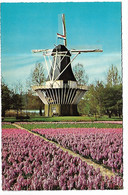 L120D722 - Bloemenland - Molenland - Land Of Flowers And Wind-mills - Bloemendaal