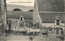 91 - ESSONNE - ÉPINAY-SOUS-SÉNART - Les Moutons - Ferme - Superbe - 10129 - Epinay Sous Senart