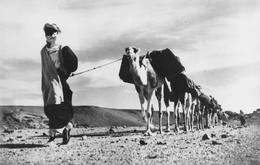 SAHARA -Touaregs Et Colonne De Chameaux - Carte Photo - Westsahara