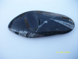 Fossile BRESIL 560 Grs 20x9cms - Fossili