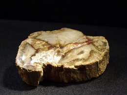 Petrified Wood (Fossilized Wood) - ( 4 X 3 X 1 Cm ) - Aruaucaria - Mahajanga - Madagascar - Minéraux