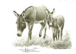 Dessin, Signé/Tekening, Getekend - Une ânesse Et Son ânon / Een Ezel En Haar Veulen - BUZIN - Donkeys