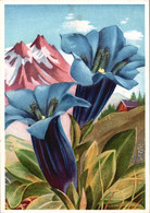 La Flore De Montagne - Illustration - Gentiane à Tige Courte - Cpsm Gd Format Non écrite - Bloemen