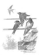 Dessin, Signé / Tekening, Getekend - Hirondelle Rustique / Boerenzwaluw / Rauchschwalbe - Zwin - BUZIN - Swallows