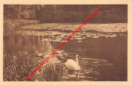 Le Parc - Le Petit Etang Sainte-Gertrude - Tervuren Tervueren - Tervuren