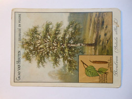 B0053b - Image Chromo CACAO VAN HOUTEN - Bouleau - Chocolat