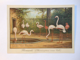 B0063b - Image Chromo CACAO VAN HOUTEN - Flamants Roses - Chocolat