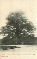 Vitré * Un Des Quatres Cèdres Du Parterre Des Rochers , Planté En 1806 * Arbre - Vitre