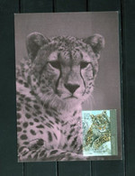 ISRAEL TIGER PANTHERE ??  FDC - Maximum Cards