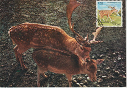 Israel Carte Maximum Animaux 1971 Daim 432 - Maximumkaarten