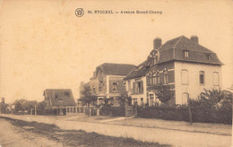 Carte Postale Ancienne Belgique - Stockel Avenue Grand Champ - Woluwe-St-Pierre - St-Pieters-Woluwe