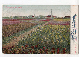 66 - ZUID-HOLLAND - LISSE - Tulpenvelden   *ch* - Lisse