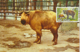 Cook Carte Maximum 1992 Animaux Série 1036-41 - Islas Cook