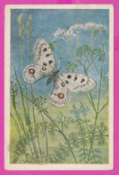 279951 / Ostrowy, Poland Illustrator Roman Owidzki - Niepylak Apollo (Parnassius Apollo) Insects Butterfly PC 1952 - Papillons