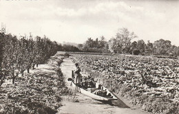 AMIENS LES HORTILLONNAGES 1964 - Amiens