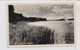 0-1240 FÜRSTENWALDE, Scharmützelsee, 1956 - Fürstenwalde