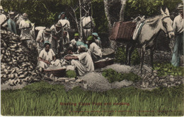 PC TRINIDAD, BREAKING COCOA PODS AND CROOKING, Vintage Postcard (b44157) - Trinidad