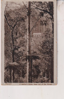 AUSTRALIA -  A Settlers Home Hewn Out Of The Forrest -  AGJ Series  RPPC - Outback