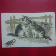 CHAT ET INSECTE - Katten