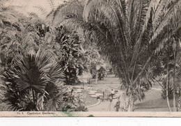 JAMAIQUE JAMAICA CASTLETON GARDENS 1910 TBE - Jamaïque