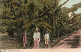 JAMAIQUE JAMAICA BANANA PLANTATION 1910 TBE - Jamaïque
