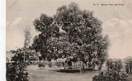 JAMAIQUE JAMAICA YMANGO TREE WITH FRUIT TBE - Jamaïque