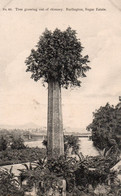 JAMAIQUE JAMAICA TREE GROWING OUT OF CHIMNEY BURLINGTON SUGAR ESTATE TBE - Jamaïque