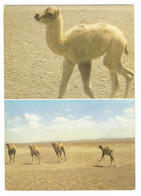 Mongolia Wild Camel, Or Havtagai (lat. Camelus Ferus) Color Photo. - Mongolia