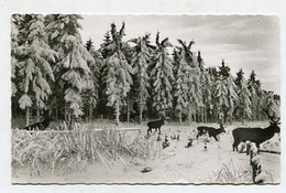 AK 077507 GERMANY - Winter Im Harz - Oberharz