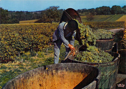 Le Temps Des Vendanges Agriculture Viticulteur Vignoble Vin - Vignes