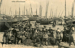 Cancale * Le Triage Des Huîtres * Ostréiculture Ostréiculteur - Cancale