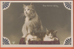 CHAT - Petit Chat Endormi Sur Un Coussin Avec Sa Mère - UNE BONNE MÈRE - Photographe : LOHMANN - Cats