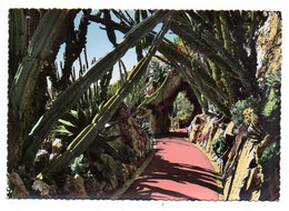 MONACO --  Jardin Exotique De Monaco --L'allée Des Cereus ...........à Saisir - Giardino Esotico