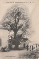 Ormeau Planté Par Sully à Notre-Dame Des Gardes (Maine-et-Loire) - Trees
