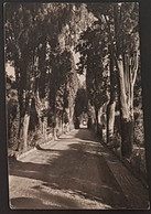 1959 ROMA 19 - DEUTSCHE AKADEMIE- VILLA MASSIMO - Parks & Gardens